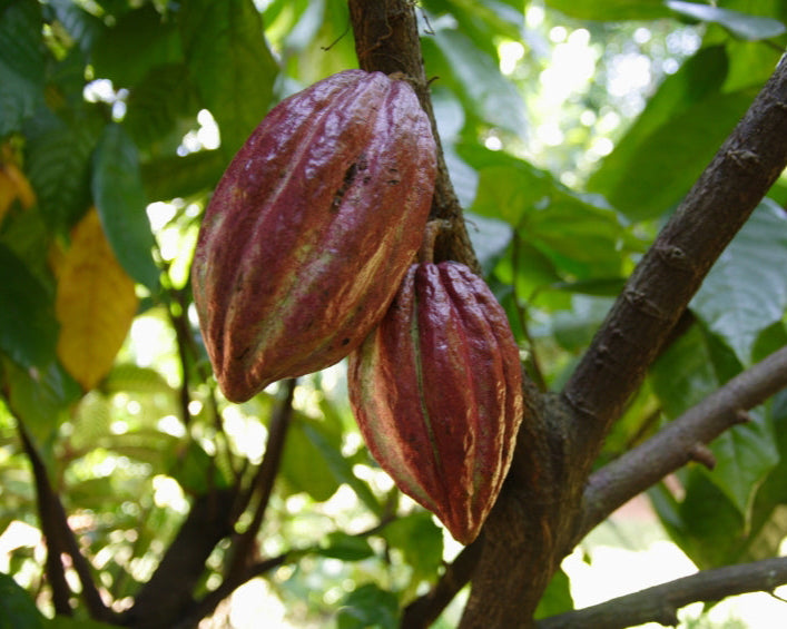 Chachao Pyaro Cachao Chocolate | Pure, Organic, Unroasted Cacao Crafted with Love